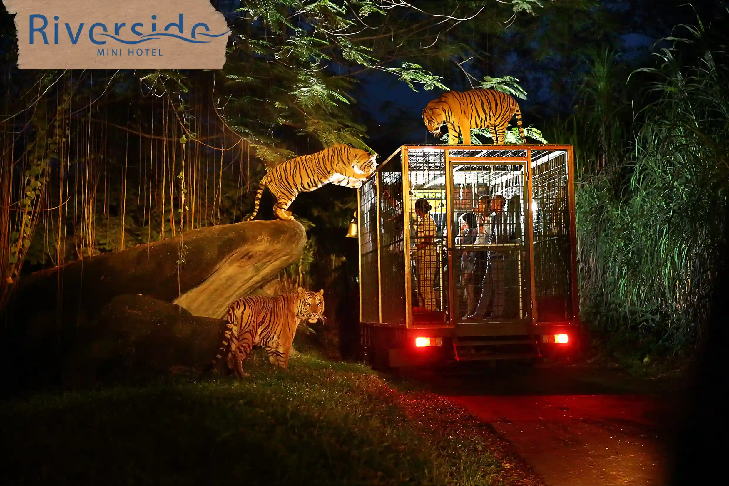 #Khám Phá Vườn Thú Đêm Night Safari Phú Quốc Có Gì Đặc Biệt?