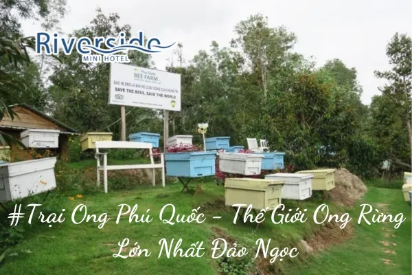 #Trại Ong Phú Quốc - Thế Giới Ong Rừng Lớn Nhất Đảo Ngọc